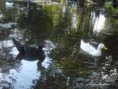 /album/fotogaleria-/lago-con-patos-058-jpg/